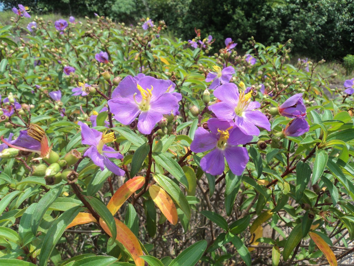 Osbeckia aspera Blume